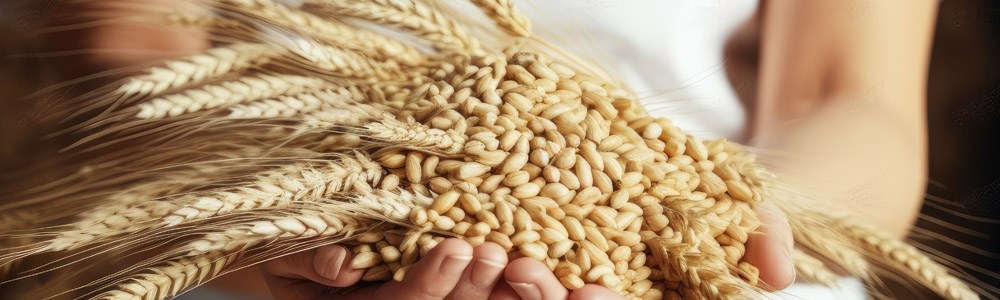 Mastère Professionnel en Valorisation et Transformation des Céréales (VTC)